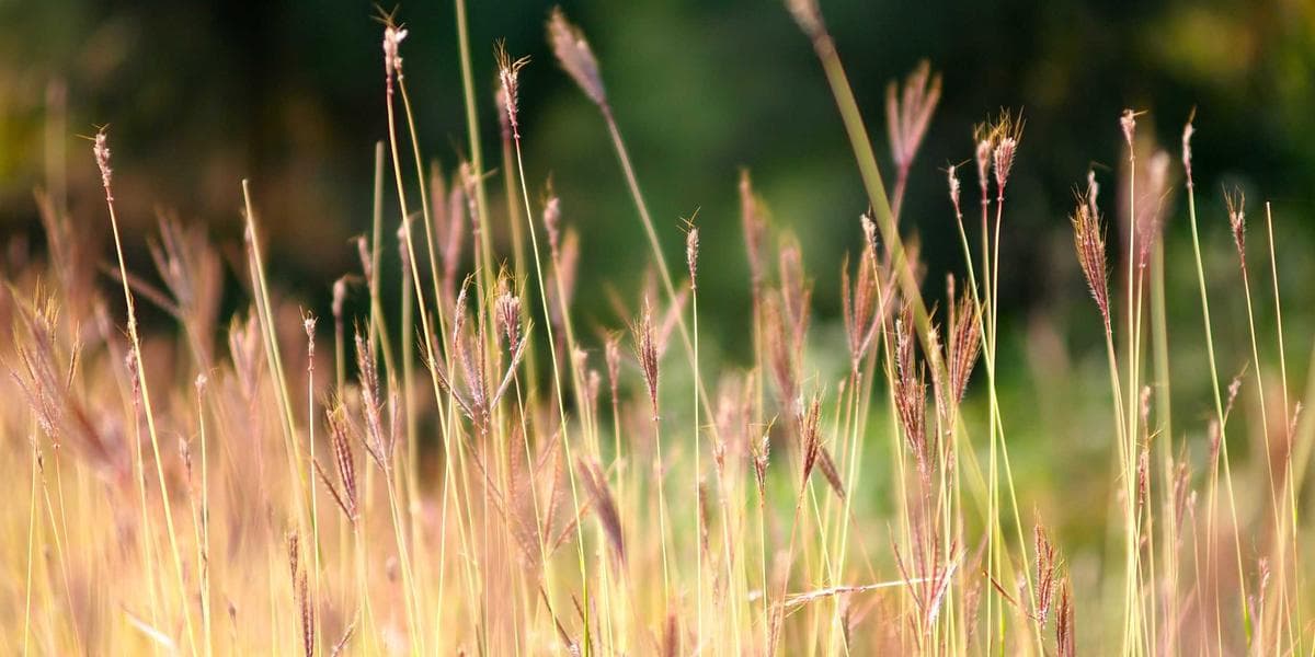 Como padronizar o atendimento ao cliente B2B em Campinas