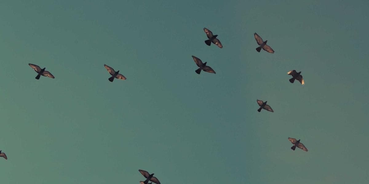 Faturamento montanha russa o que fazer em Cuiabá